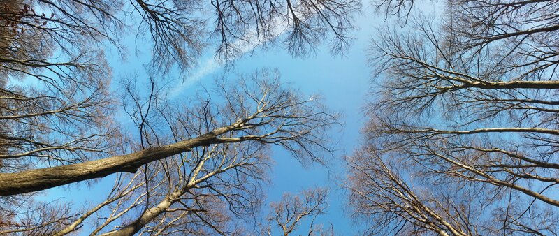 Bare Trees Against Blue Sky — Serene, Autumn