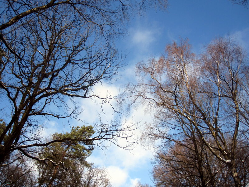 Bare Trees Against Blue Sky — Serene