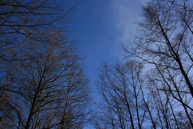 Bare Trees Against Blue Sky — Serene, Winter