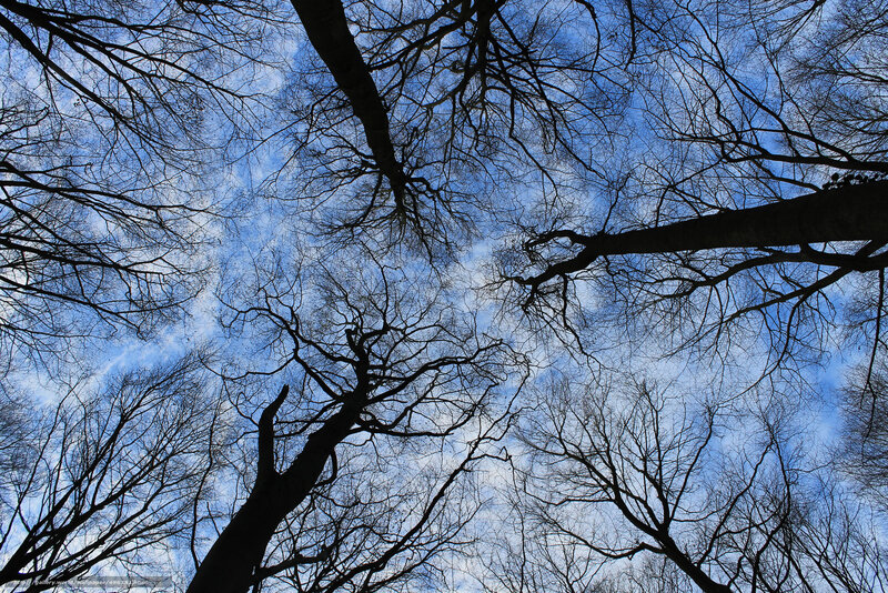 Bare Trees Against Blue Sky