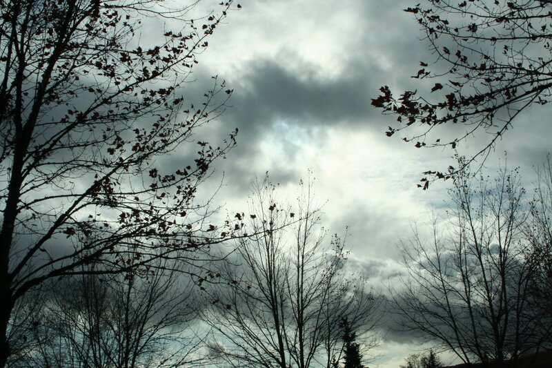 Bare Trees Against Cloudy Sky — Gray, Dramatic