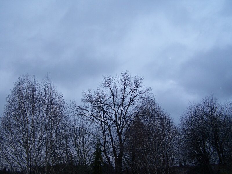 Bare trees against cloudy sky