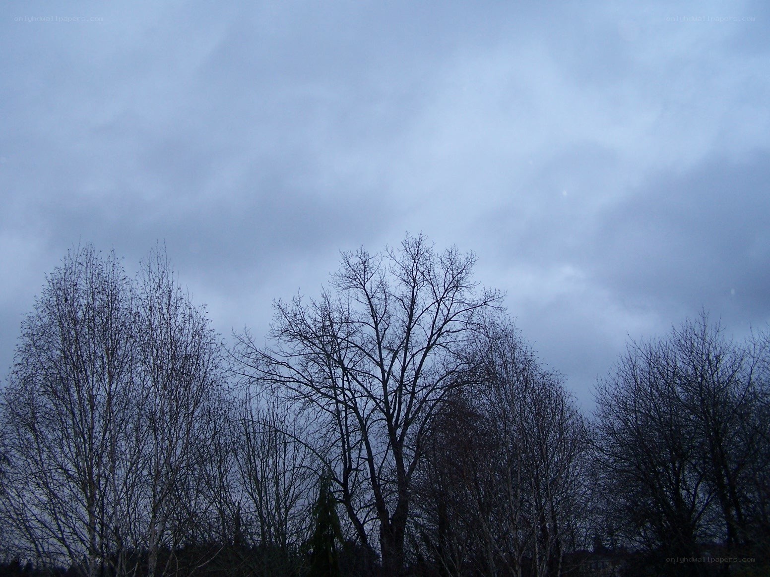 Bare trees against cloudy sky