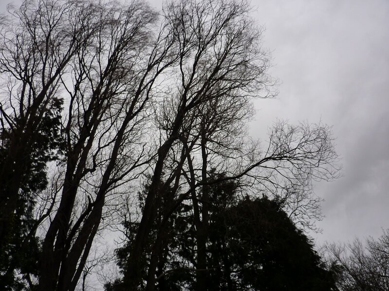 bare trees against gray sky