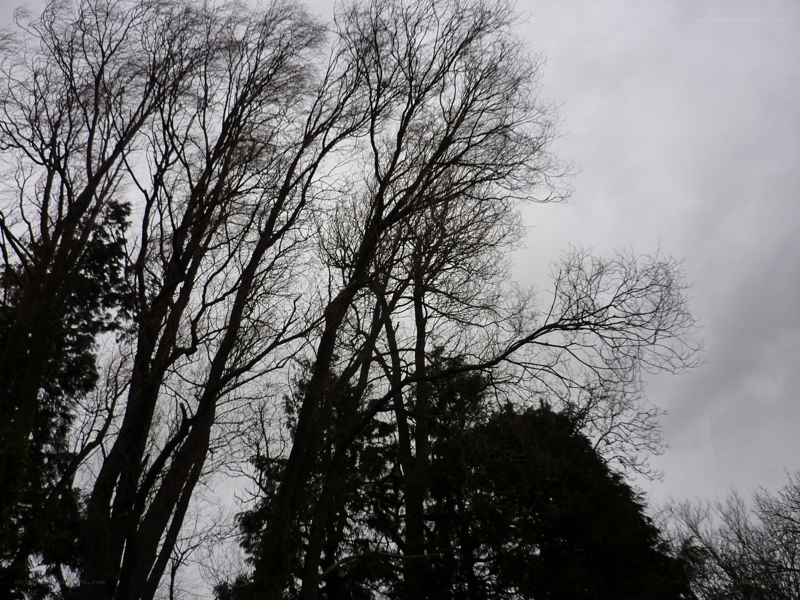 bare trees against gray sky