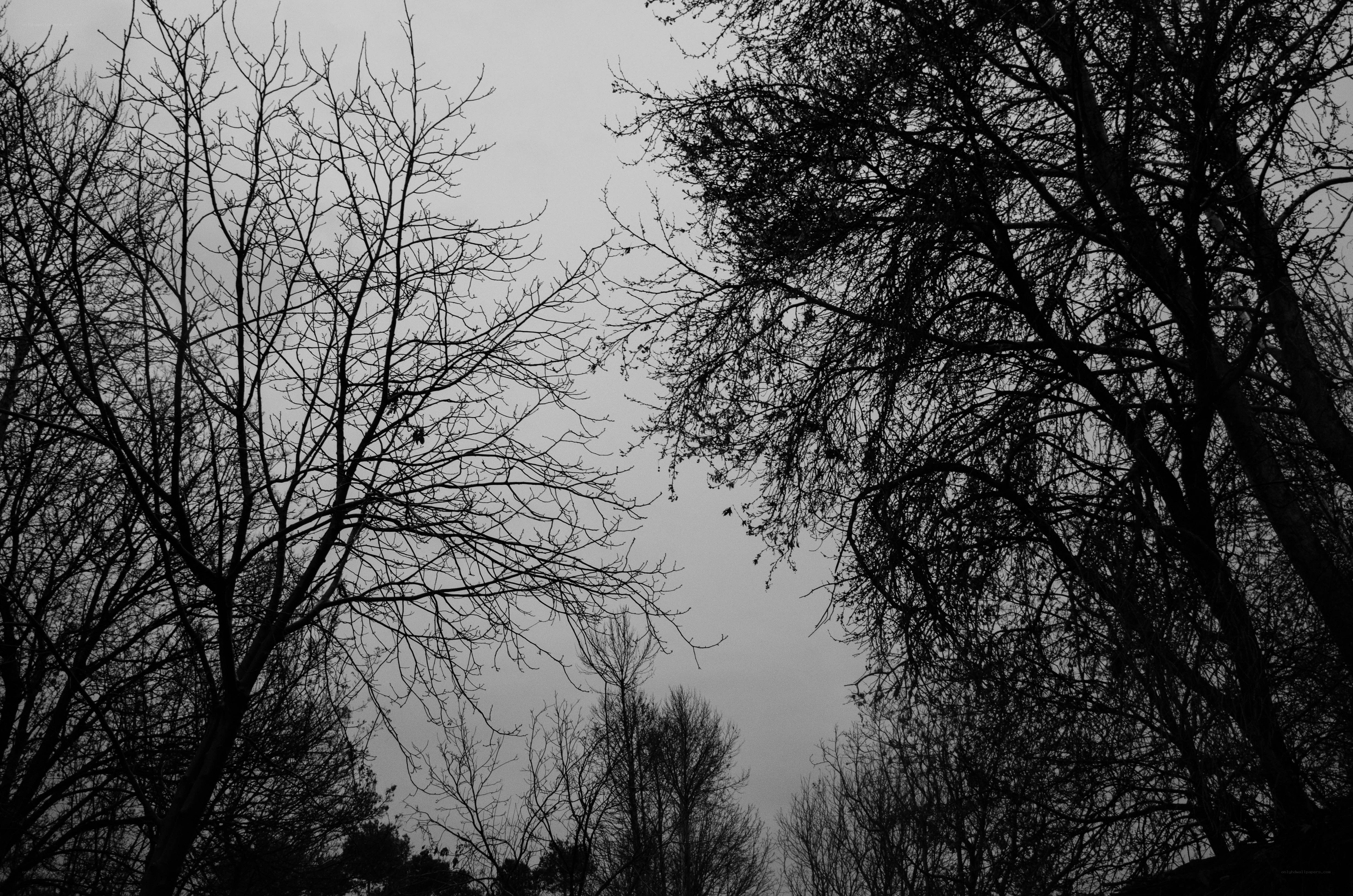 Bare Trees Against Gray Sky