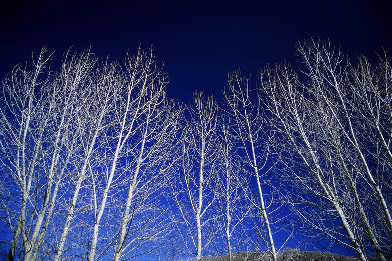 Bare trees against night sky
