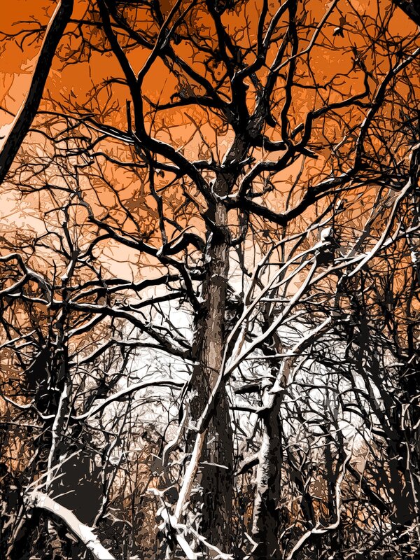 Bare Trees Against Orange Sky