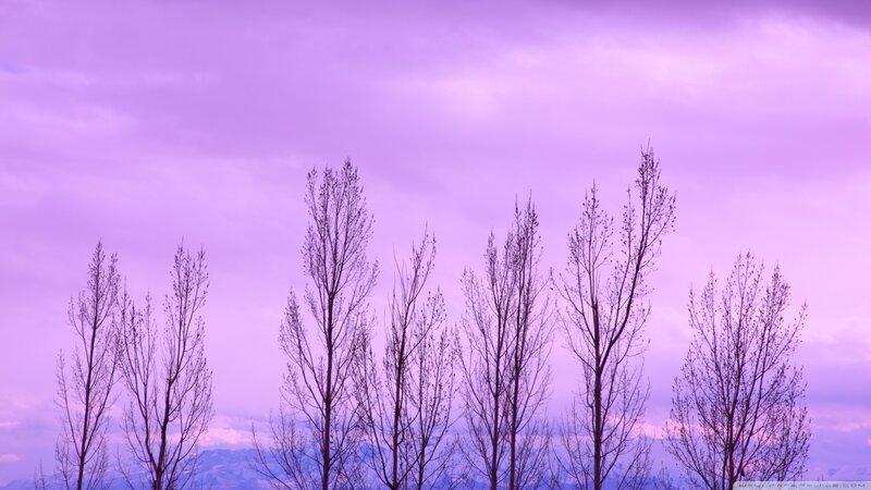 Bare Trees Against Purple Sky — Serene