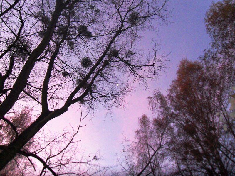 Bare Trees Against Purple Sky