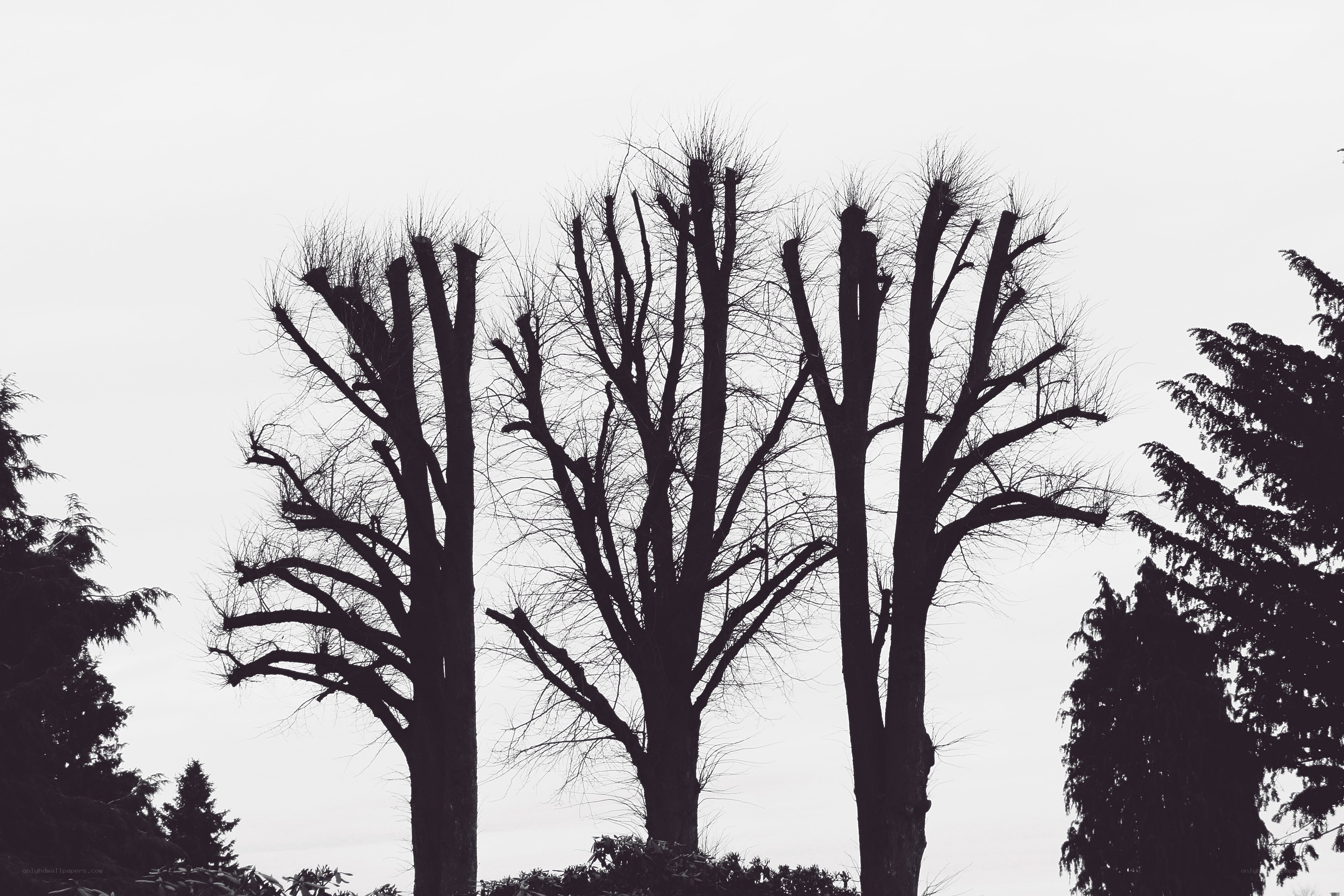 Bare trees against sky