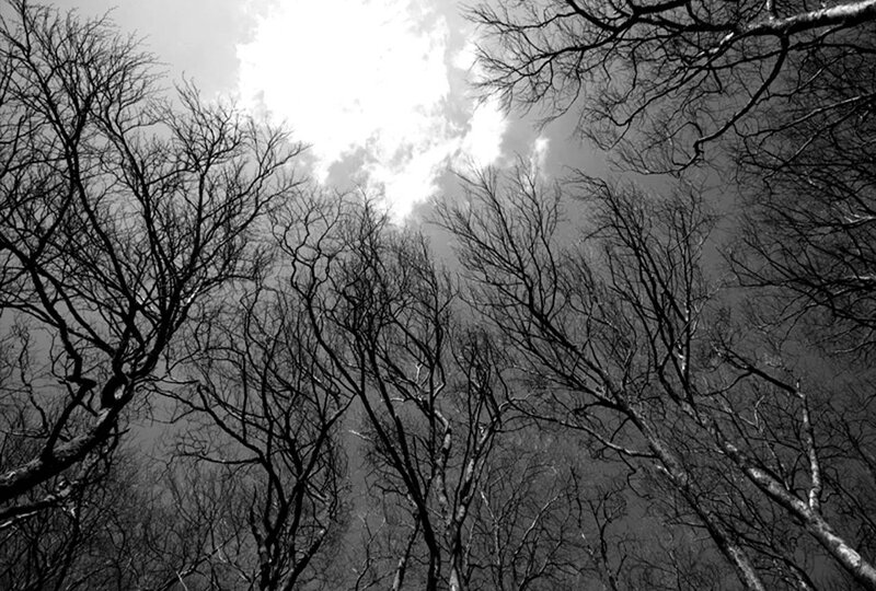 Bare trees against sky