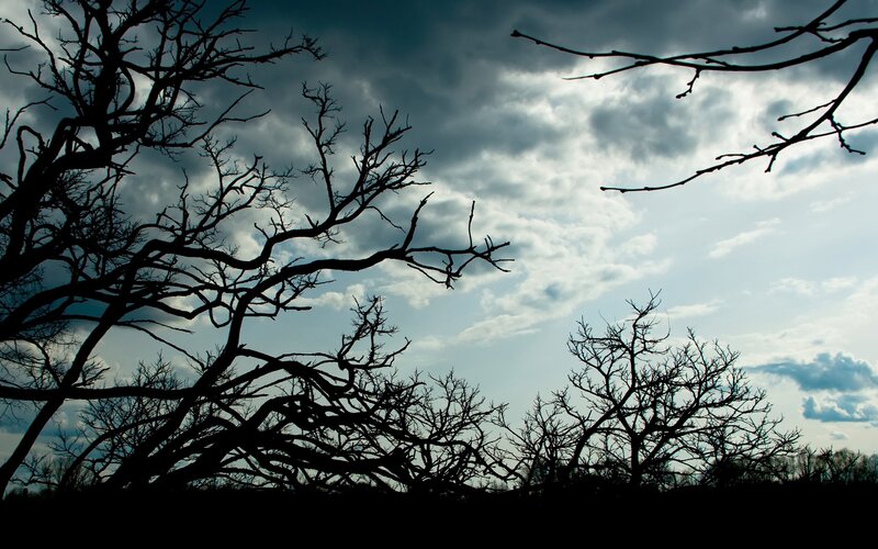 Bare Trees Against Sky — Black, Dramatic
