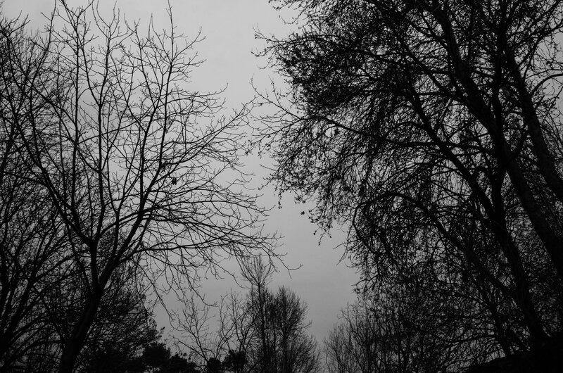 Bare Trees Against Sky — Black, Somber, Autumn