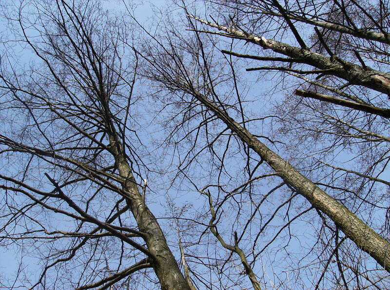 Bare Trees Against Sky — Blue, Calm