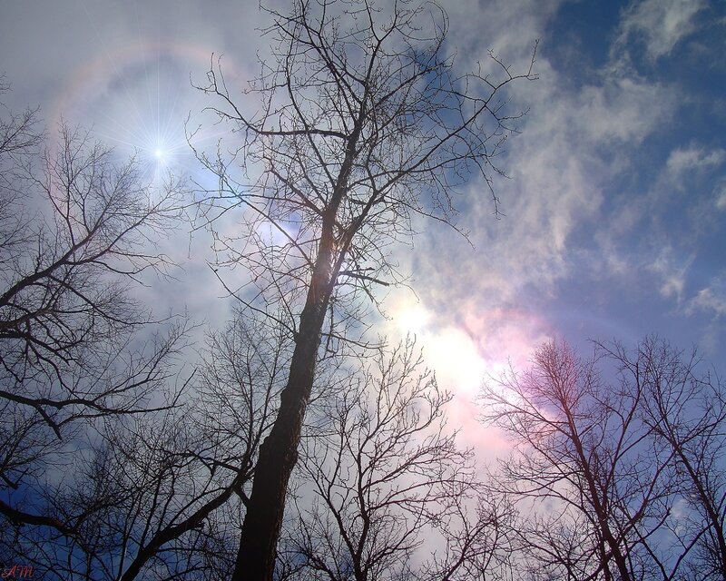 Bare Trees Against Sky — Blue, Dramatic, Afternoon