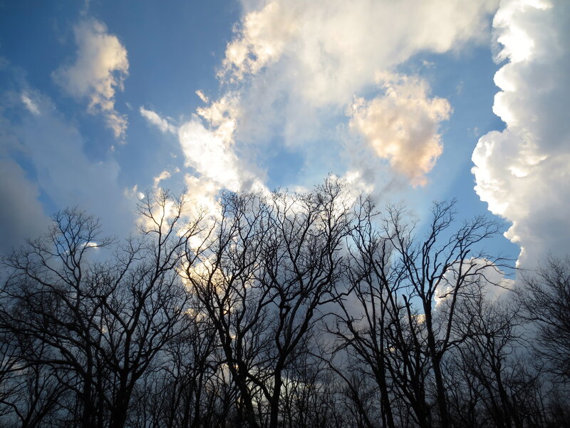 Bare Trees Against Sky — Blue, Dramatic, Autumn