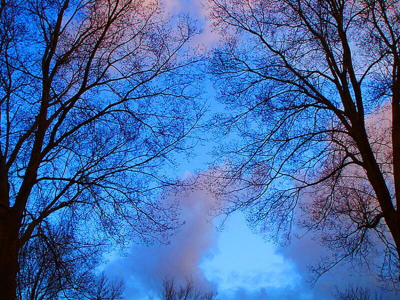 Bare Trees Against Sky — Blue, Dramatic, Sunset