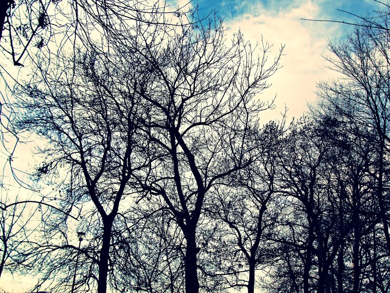 Bare Trees Against Sky — Blue, Dramatic