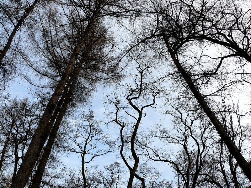 Bare Trees Against Sky — Blue, Dramatic, Winter