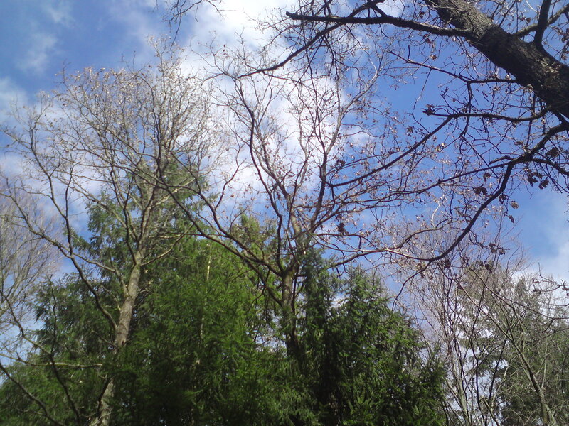 Bare Trees Against Sky — Blue, Serene, Spring