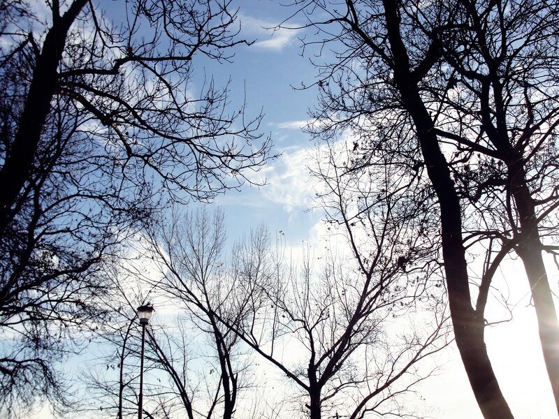 Bare Trees Against Sky — Blue