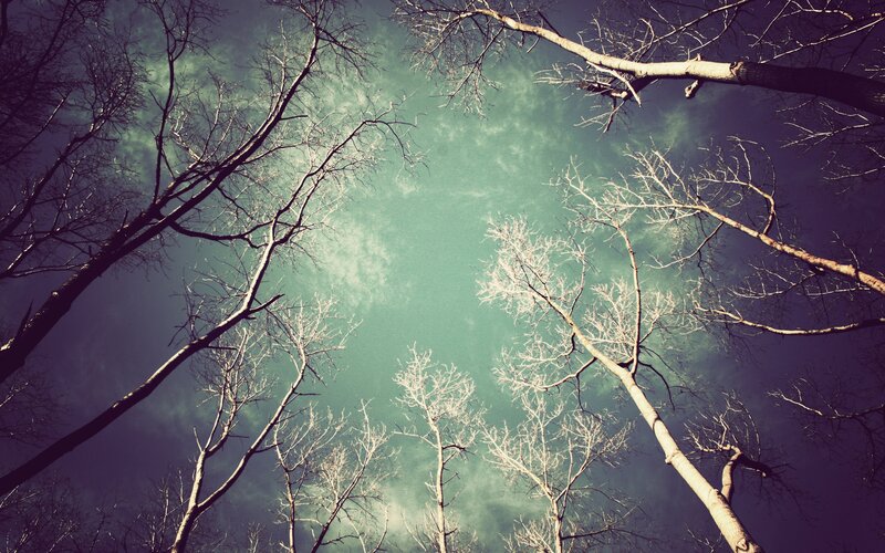 Bare Trees Against Sky — Green