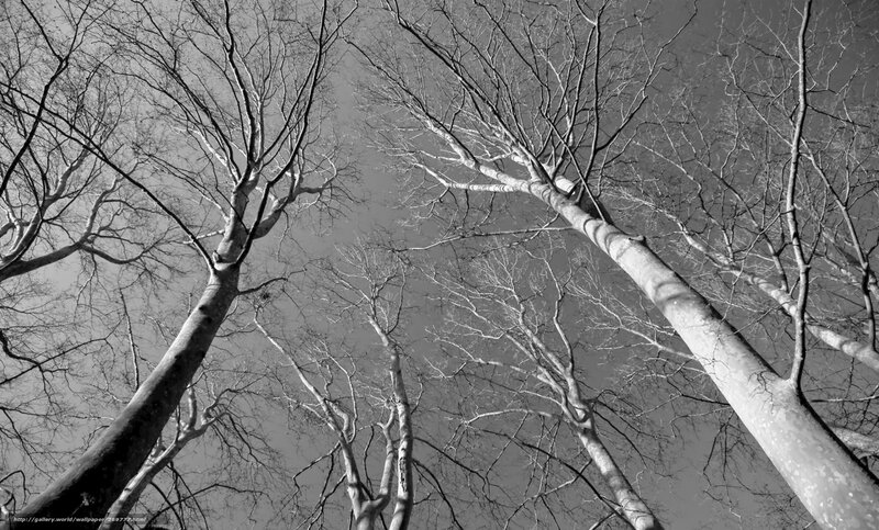 Bare Trees Against Sky