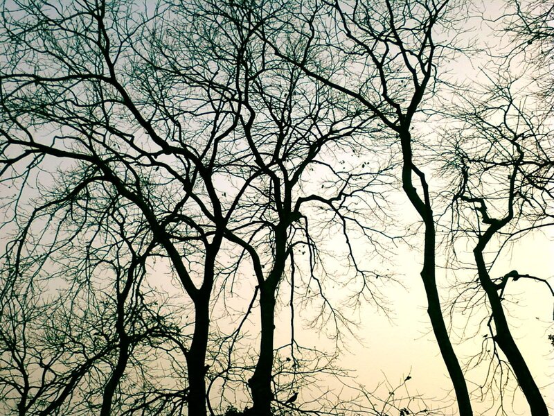 Bare Trees Against the Sky
