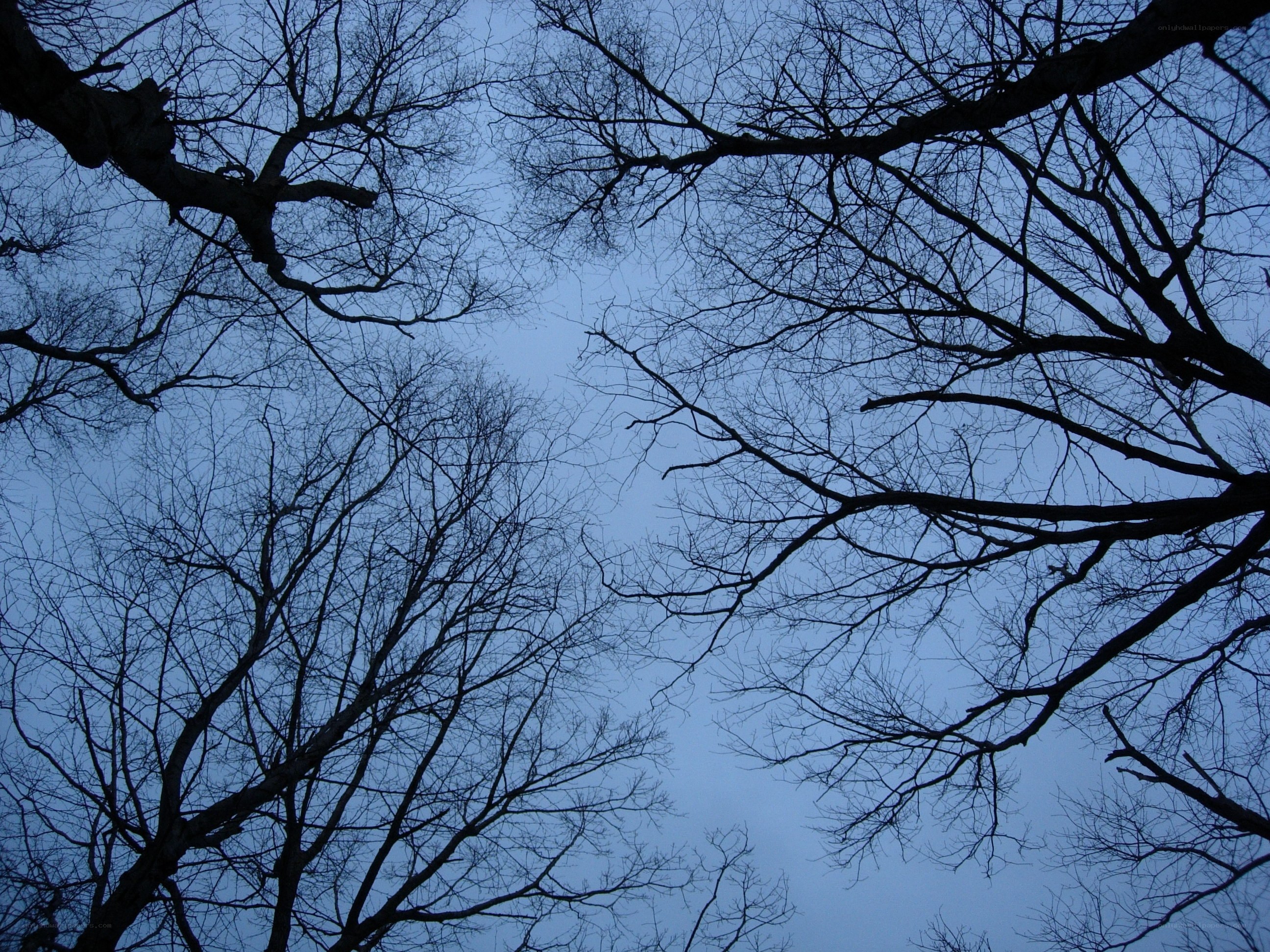 bare trees against twilight sky