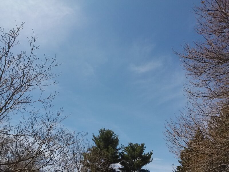 Bare Trees and Blue Sky