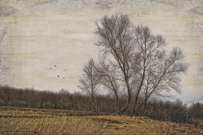 Bare Trees and Flying Birds