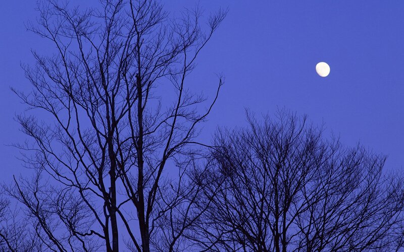 Bare Trees and Moon — Blue, Serene