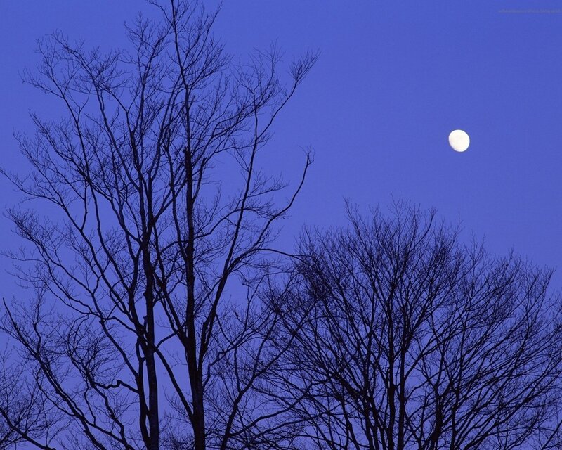 Bare Trees and Moon — Blue