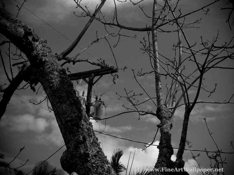 Bare Trees and Power Lines