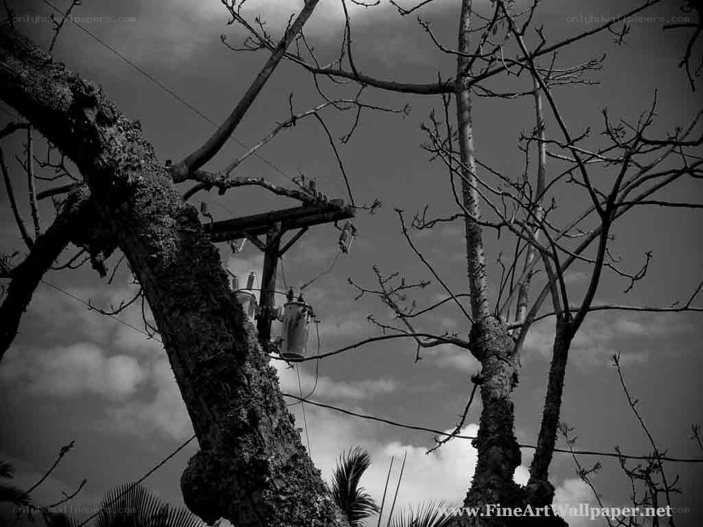 Bare Trees and Power Lines