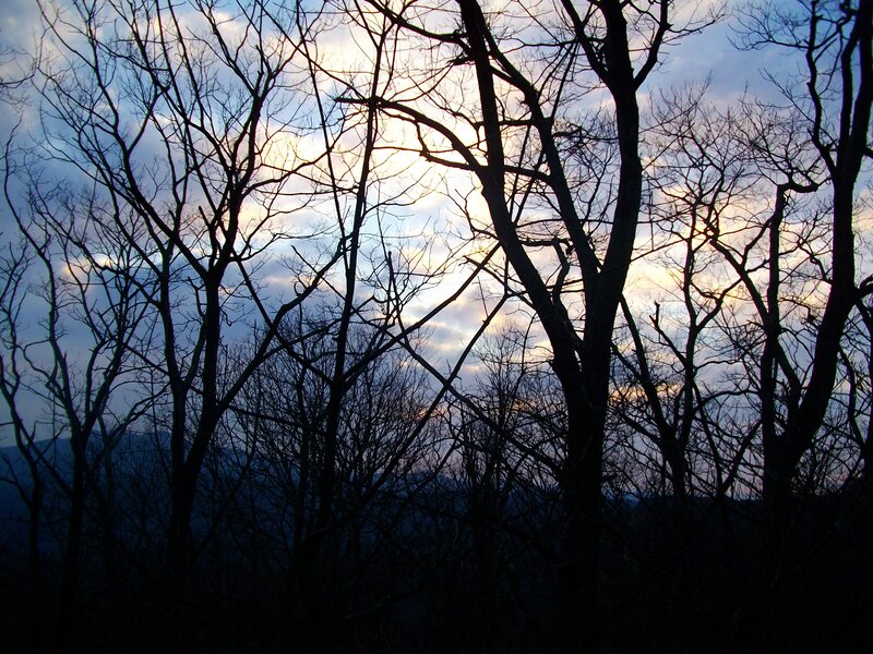 Bare Trees at Dusk — Black