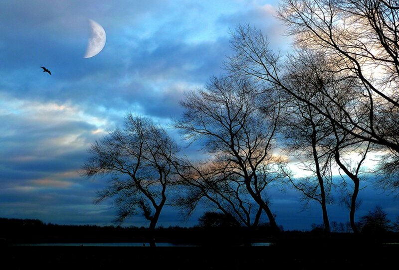 Bare Trees at Dusk — Blue