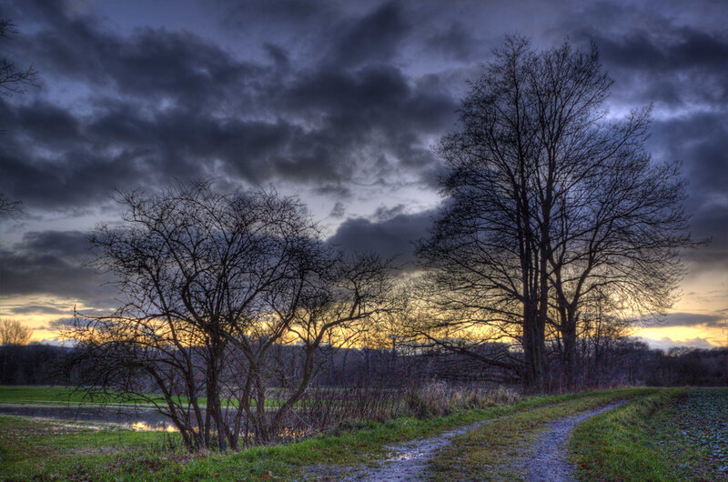 Bare Trees at Dusk — Gray