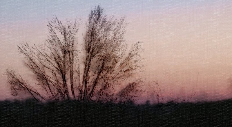 Bare Trees at Dusk — Pink