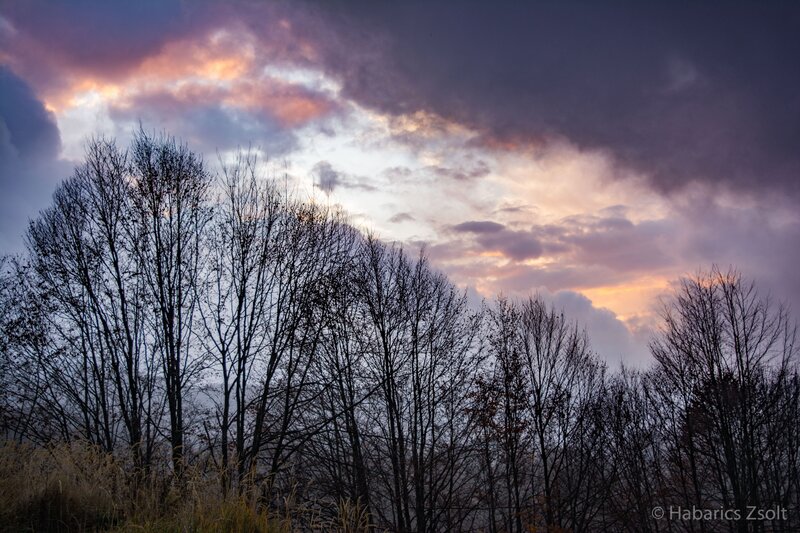 Bare Trees at Dusk — Purple, Dramatic