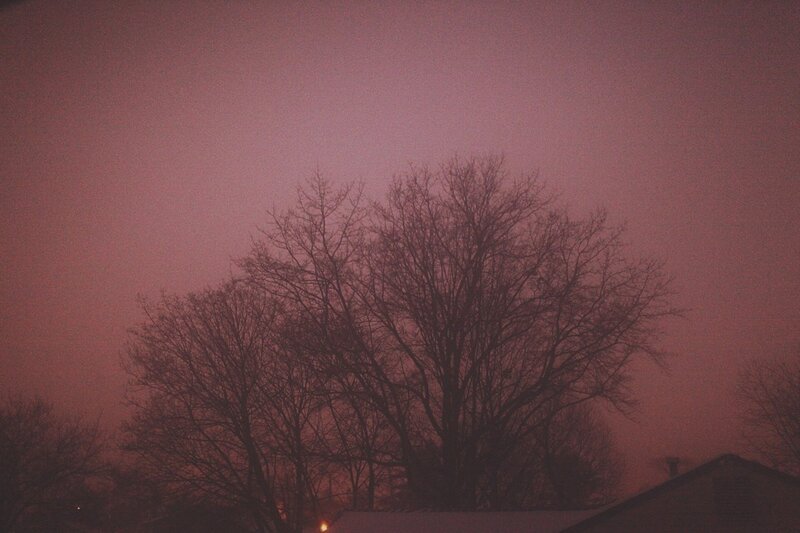 Bare Trees at Dusk — Purple