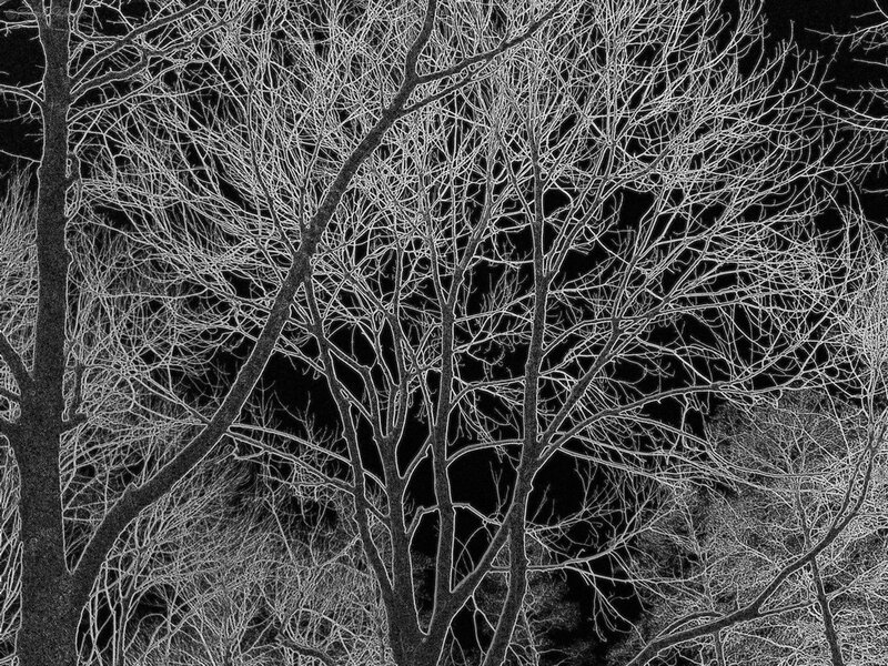 Bare trees at night