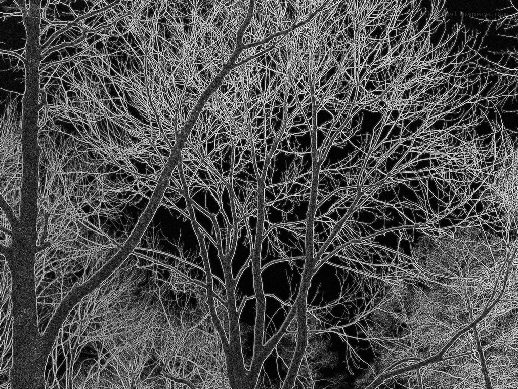 Bare trees at night