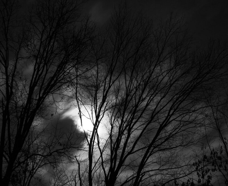 Bare Trees at Night — Black, Dramatic