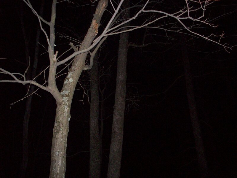 bare trees at night