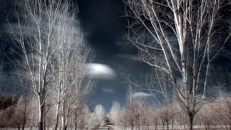 Bare Trees at Night — White