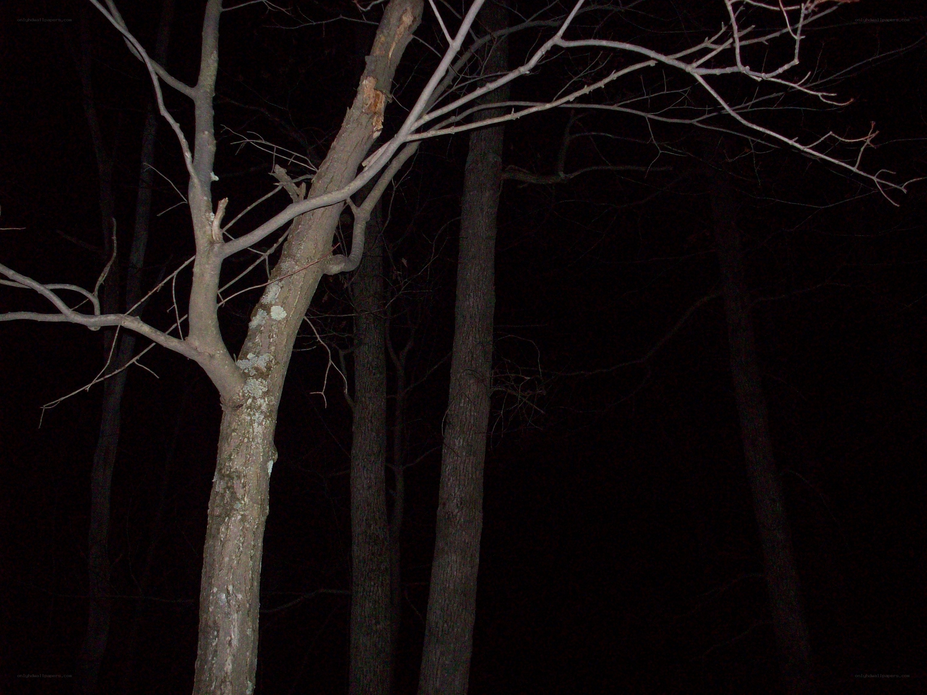 bare trees at night