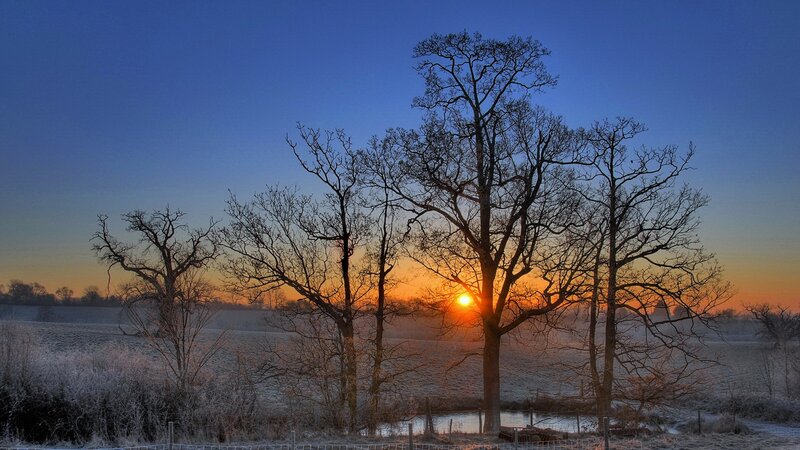 Bare Trees at Sunrise — Blue, Serene