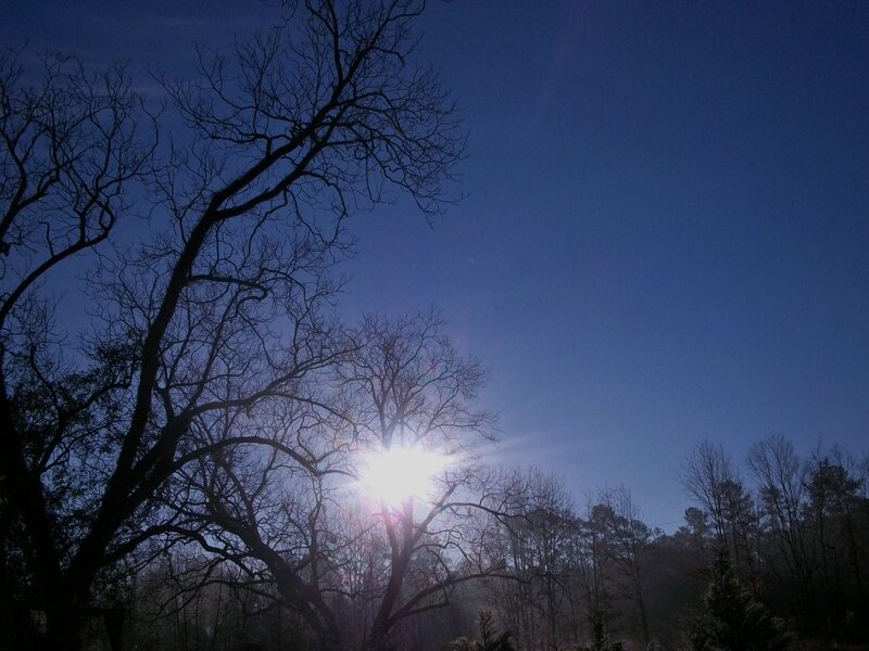 Bare Trees at Sunrise — Blue